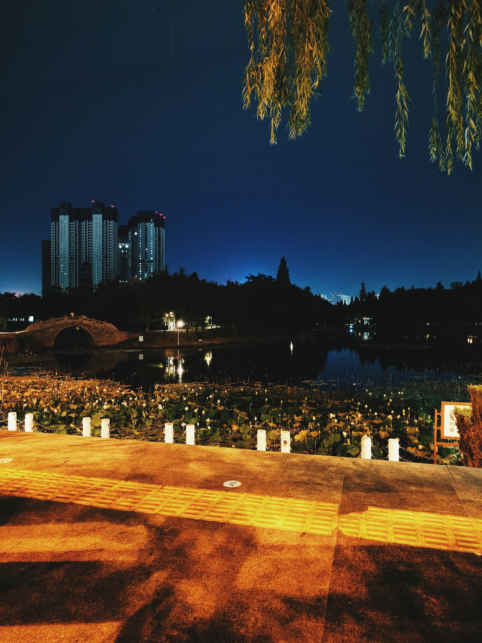 Pond in a city park at night with lily-pads.