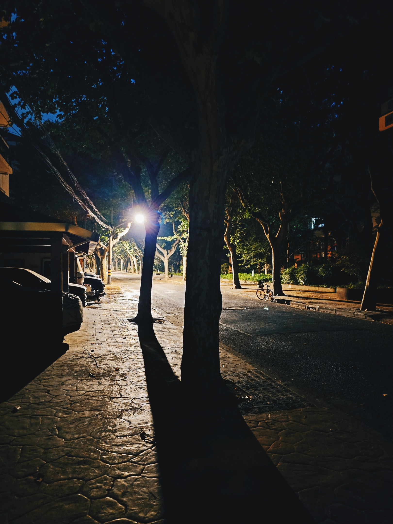 Residential avenue before dawn, shadows cast by trees.