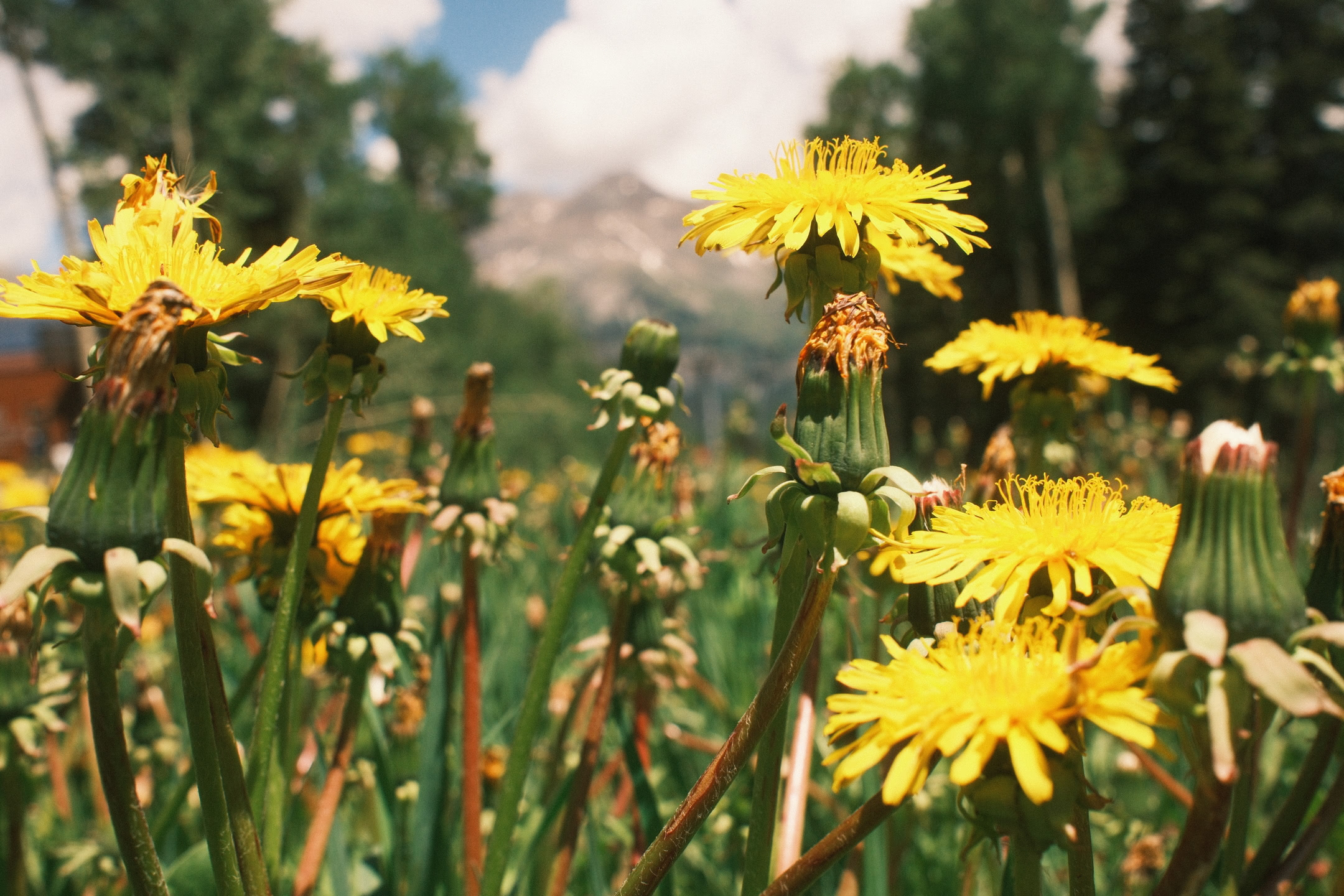 Taraxacum on the mountain peak.